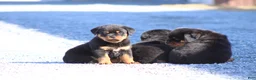 Rottweiler dogs for sale: Scarlet  - Ad 4