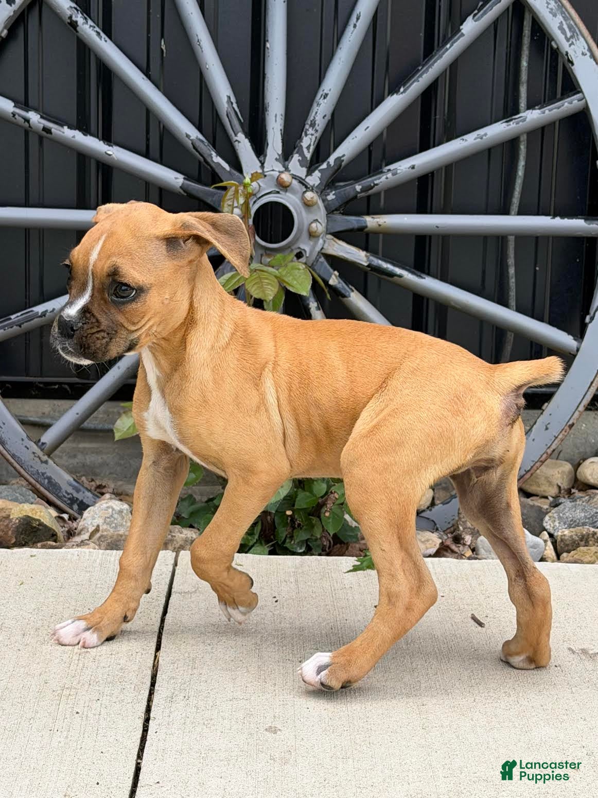 Boxer dogs Cleo - Ad 2