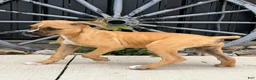 Boxer dogs for sale: Cleo - Ad 2
