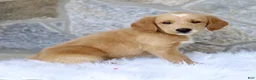 Labradoodle dogs for sale: Carson  - Ad 2