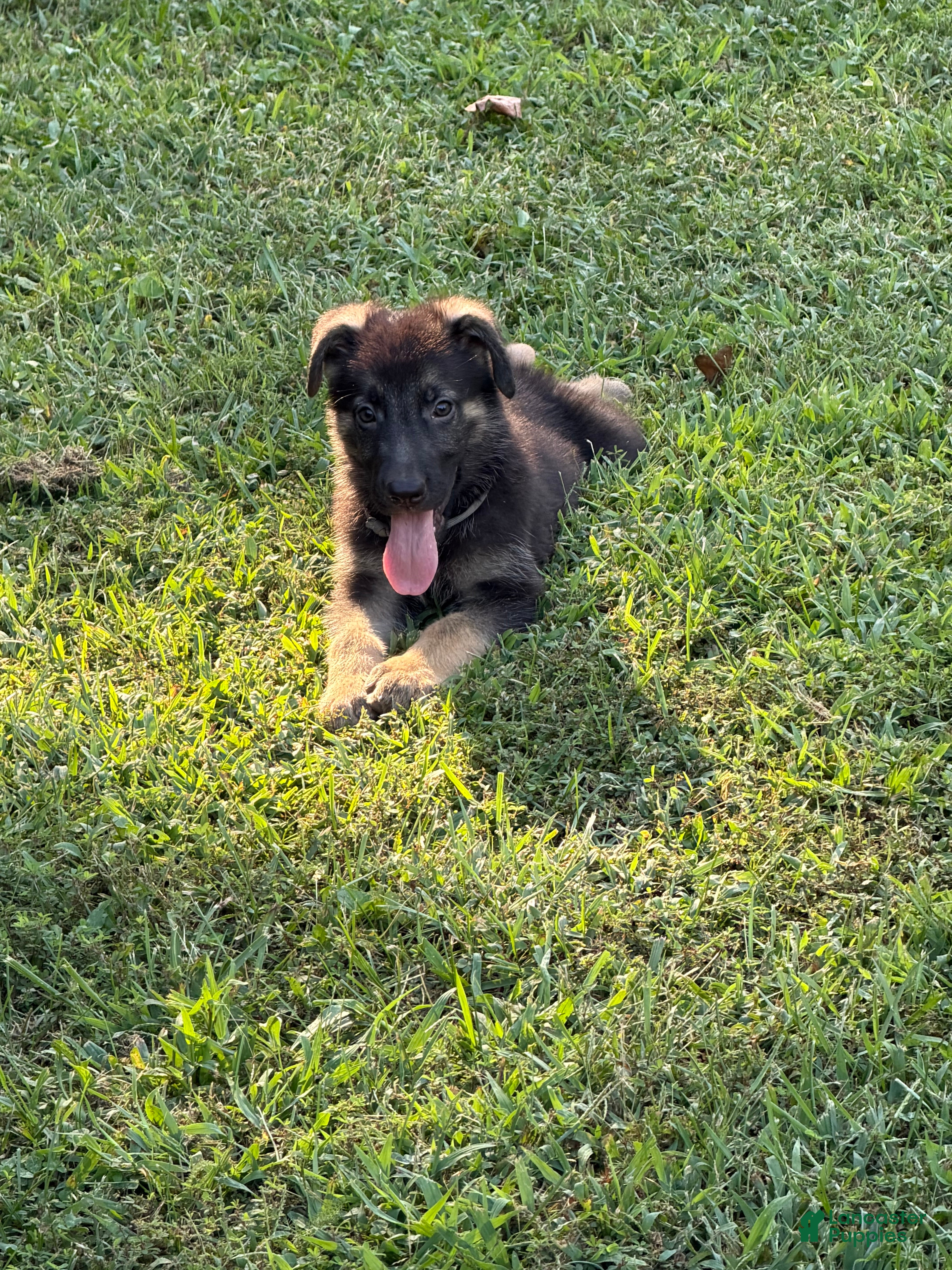 German Shepherd dogs German Shepherd Gray collar male - Ad 1