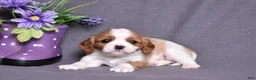 Cavalier King Charles Spaniel dogs for sale: Corduroy  - Ad 4