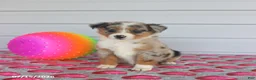 Miniature Australian Shepherd dogs for sale: Amber - Ad 2