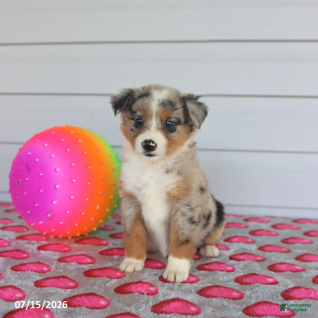 Miniature Australian Shepherd dogs for sale: Amber - Ad 2