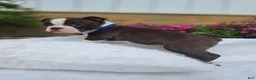 Boston Terrier dogs for sale: Brownie - Ad 3
