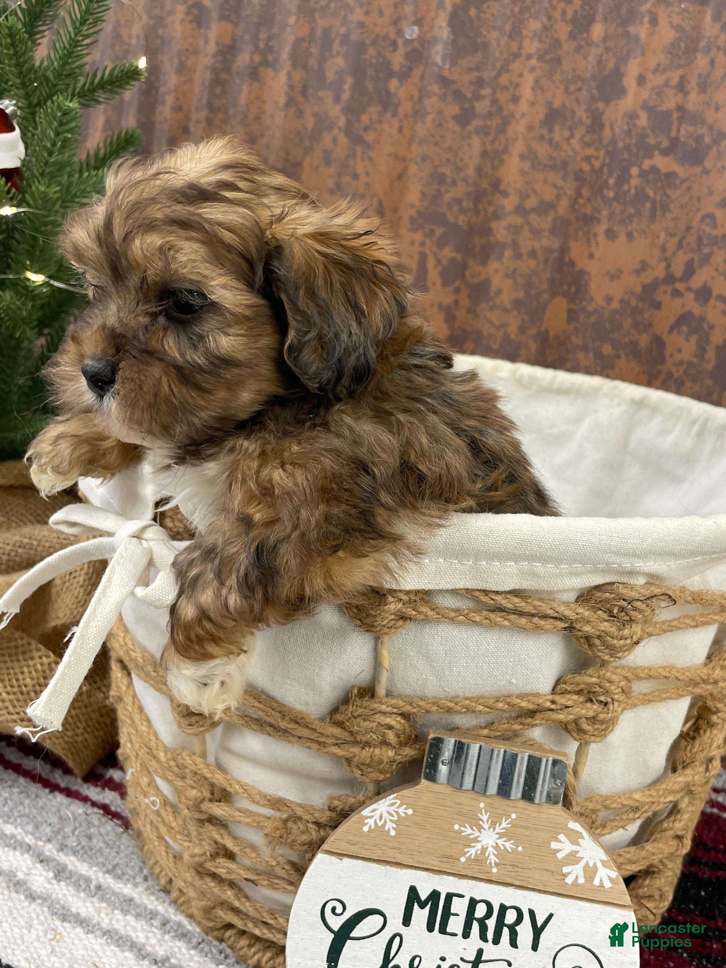 Shihpoo dogs for sale: Chloe - Ad 2