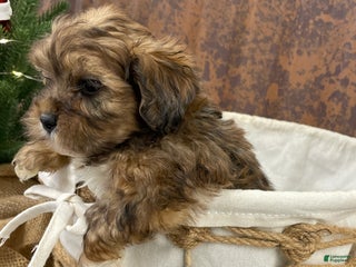 Shihpoo dogs for sale: Chloe - Ad 2