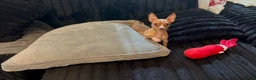 Chihuahua dogs for sale: Mrs anna  - Ad 6