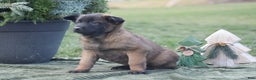Belgian Malinois dogs for sale: Rebecca - Ad 2