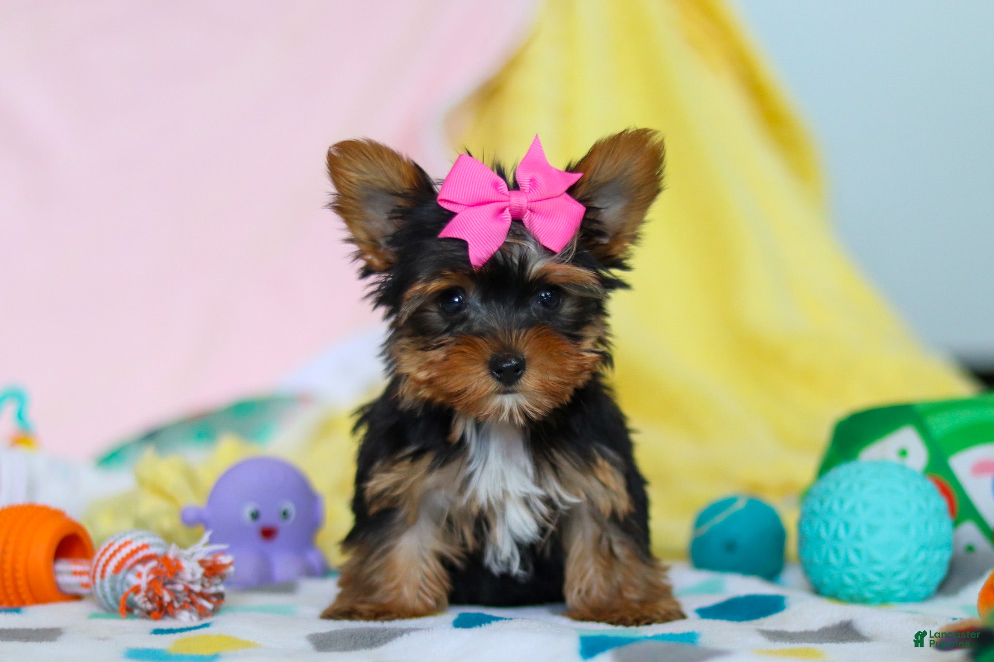 Yorkshire Terrier dogs Callie - Ad 2
