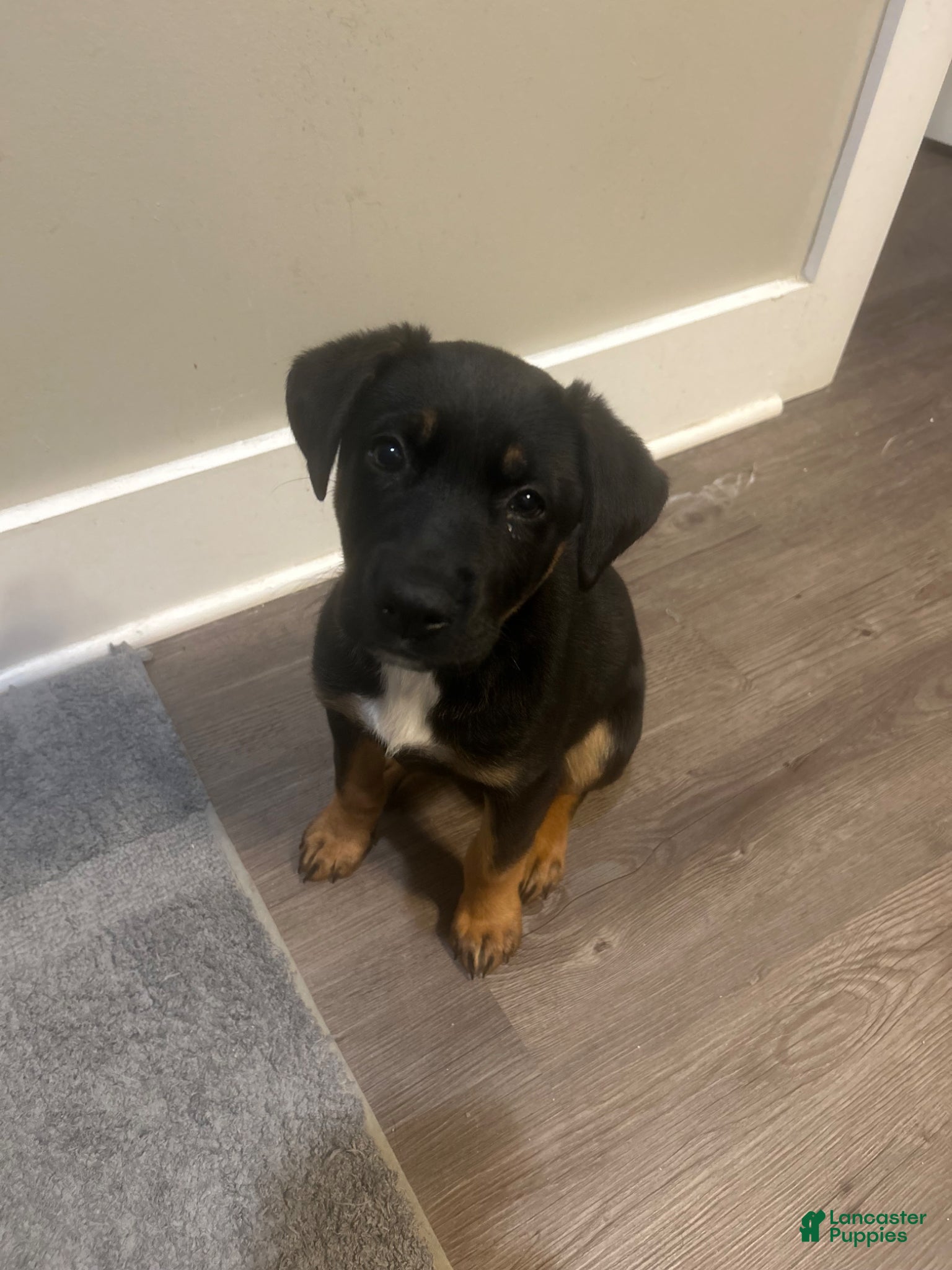 Mixed Breed dogs Mixed Breed Puppy 1 - Ad 33