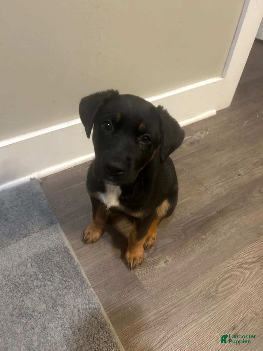 Mixed Breed dogs for sale: Mixed Breed Puppy 1 - Ad 1