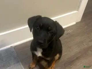 Mixed Breed dogs Mixed Breed Puppy 1 - Ad 33