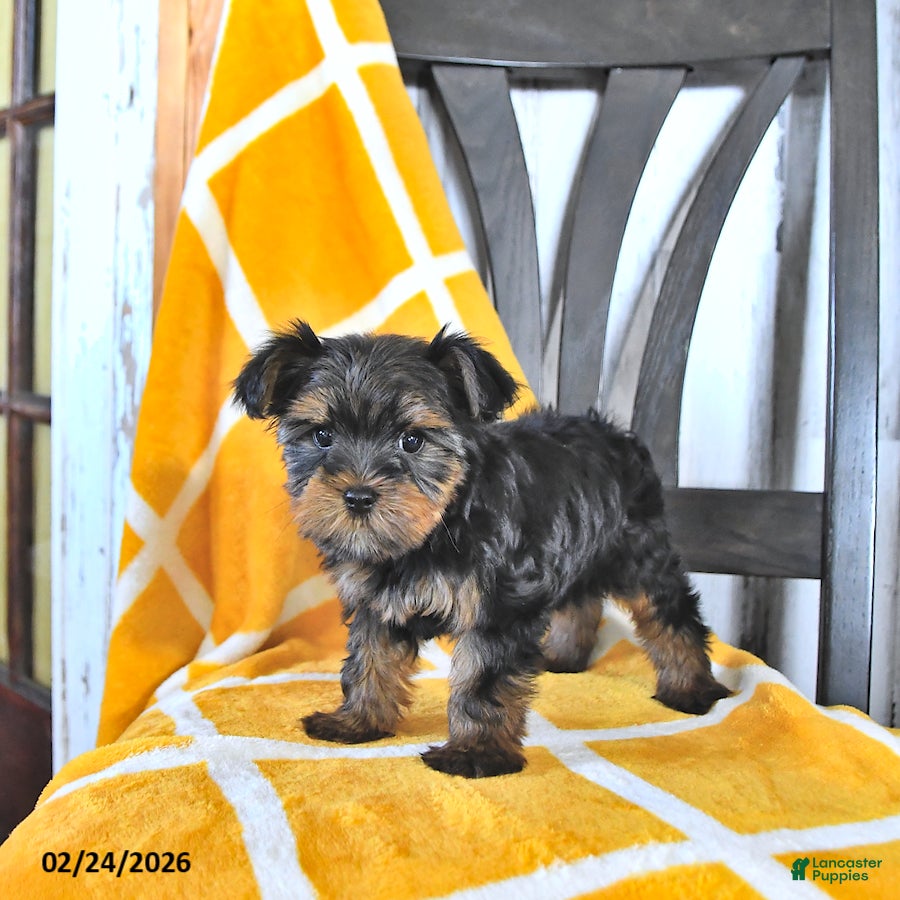 Yorkshire Terrier dogs Bennett EXTRA SMALL - Ad 2