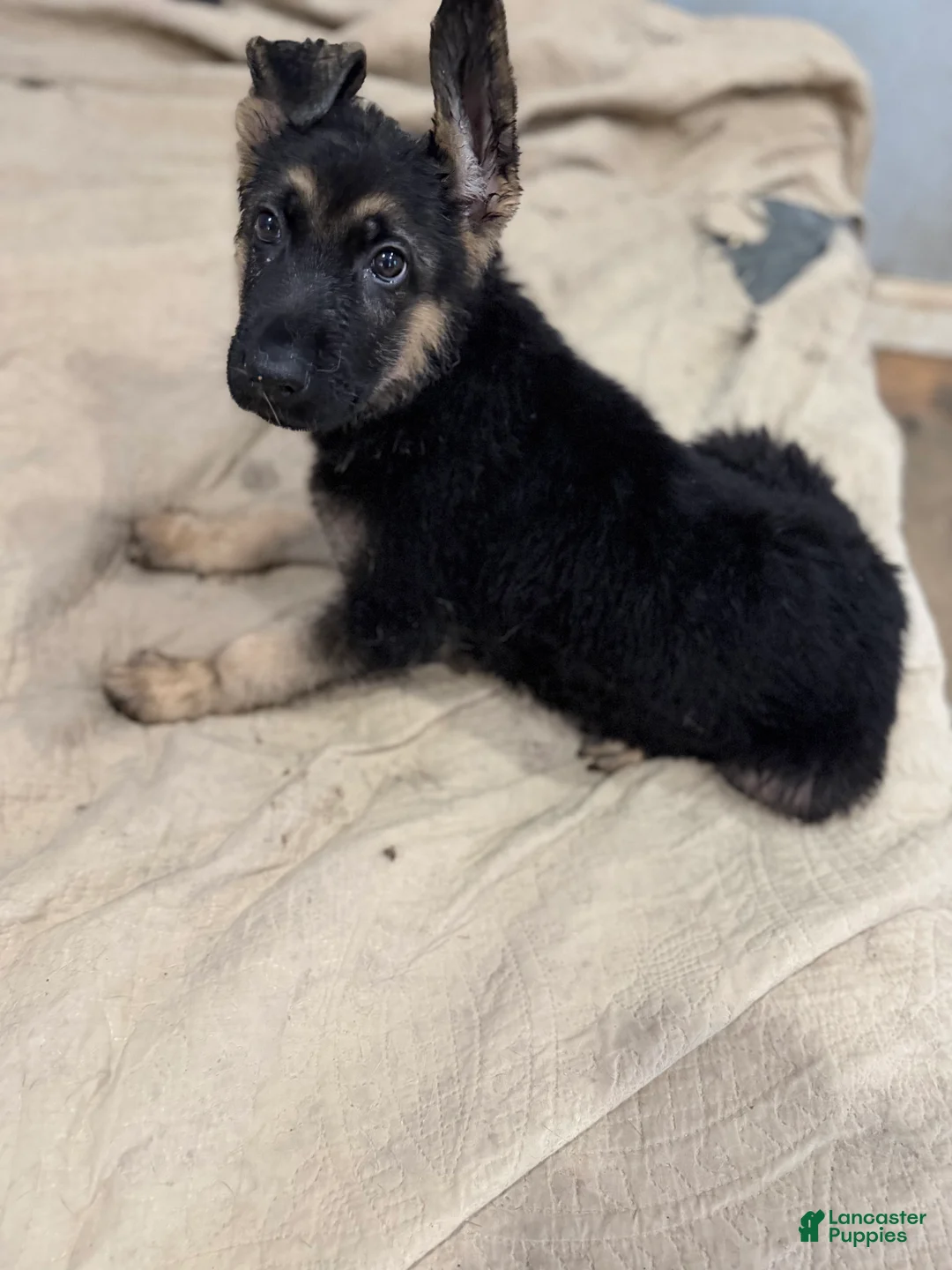 German Shepherd dogs for sale: Luna - German Shepherd Puppy 8 - Ad 3