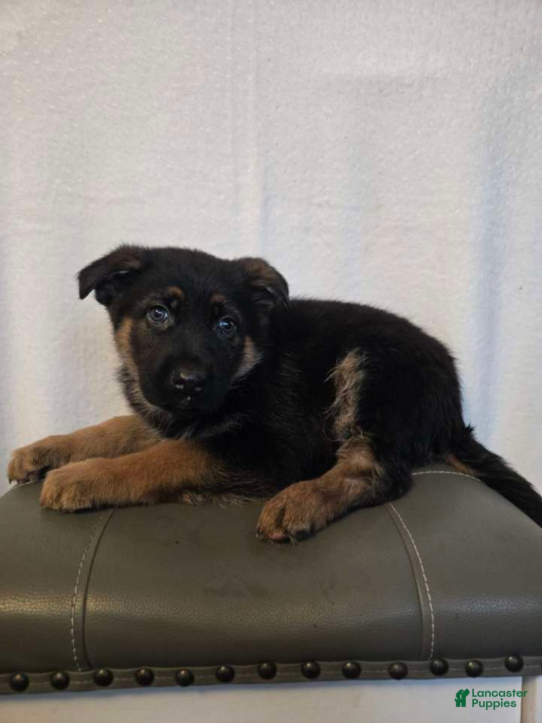 German Shepherd dogs for sale: Hunter  - Ad 2