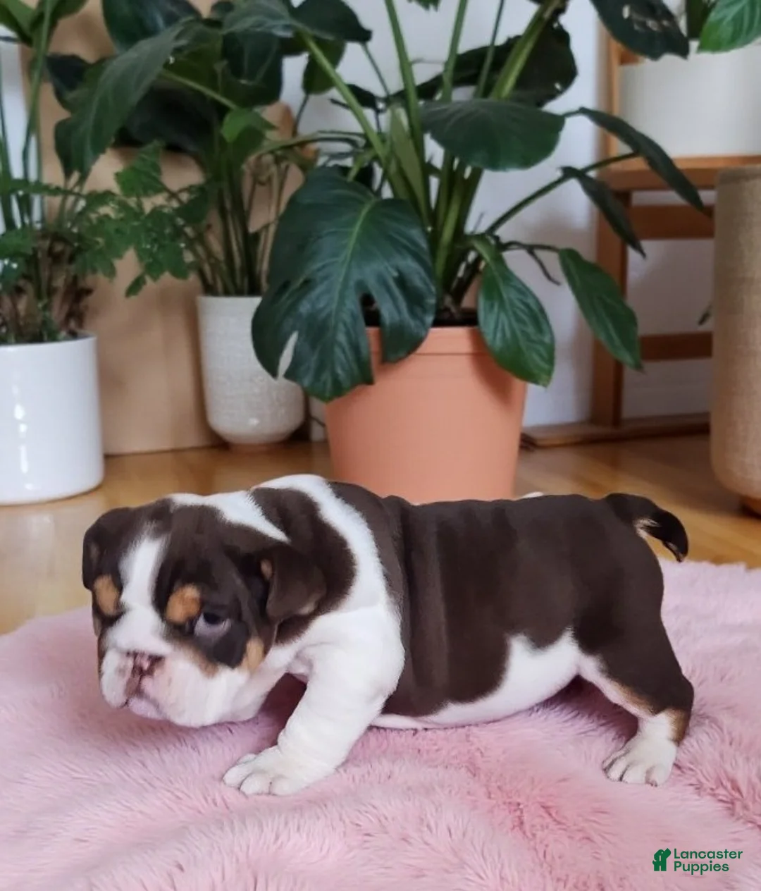 English Bulldog dogs for sale: Health clear Snickers  - Ad 21