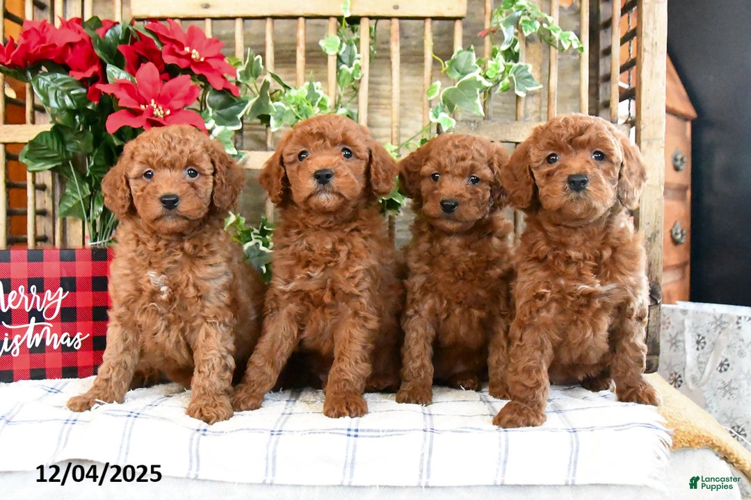 Mini Goldendoodle dogs for sale: Winter  - Ad 5