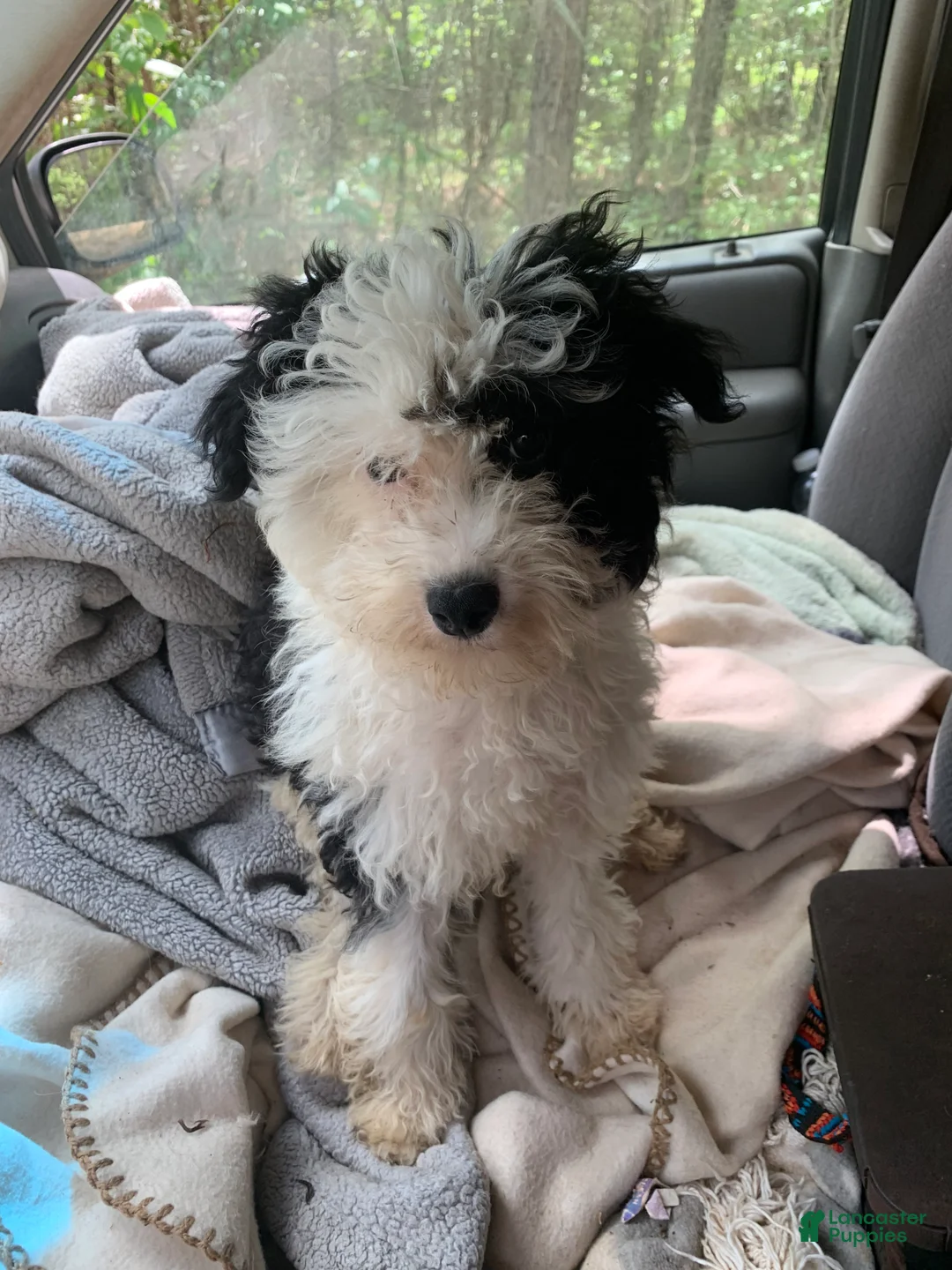 Chinese Crested dogs for sale: Chinese Crested Puppy 1 - Ad 2