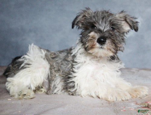 Miniature Schnauzer dogs Gavin - Ad 38
