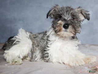Miniature Schnauzer dogs Gavin - Ad 40