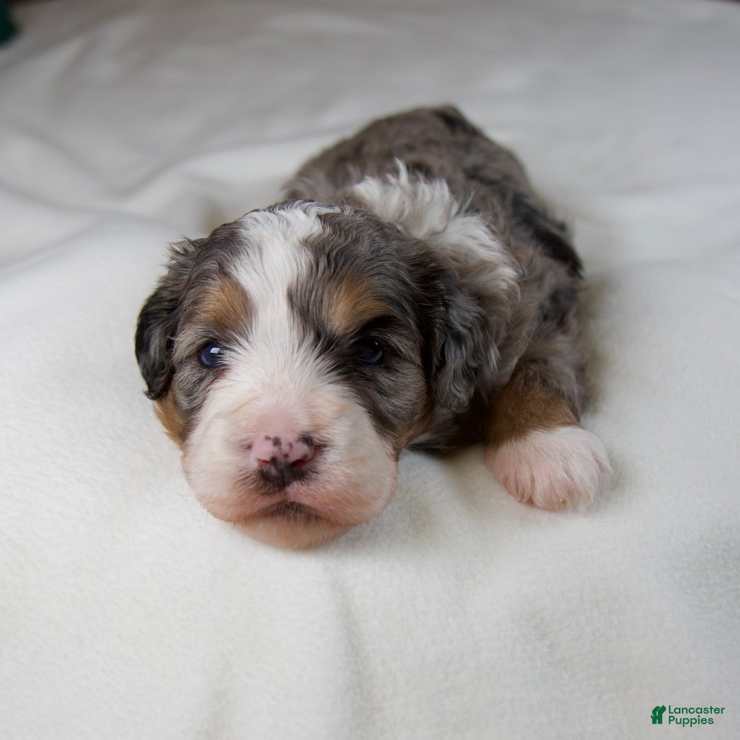 Mini Bernedoodle dogs for sale: Mercy Girl - Ad 2