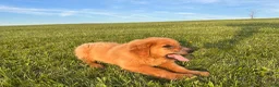 Golden Retriever dogs for sale: Duke - Ad 5