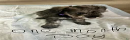 Schnauzer dogs for sale: Schnauzer 1 - Ad 1