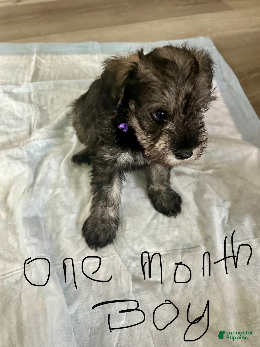 Schnauzer dogs for sale: Schnauzer 1 - Ad 1