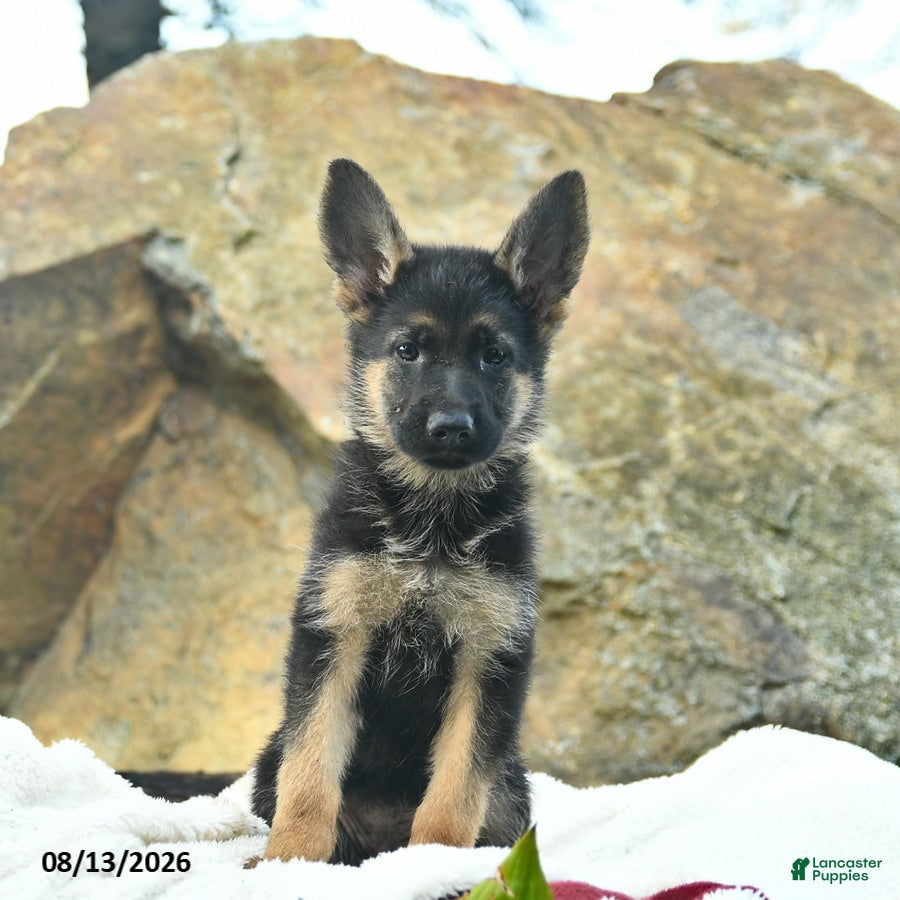German Shepherd dogs Autumn  - Ad 1