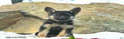 German Shepherd dogs for sale: Autumn  - Ad 1