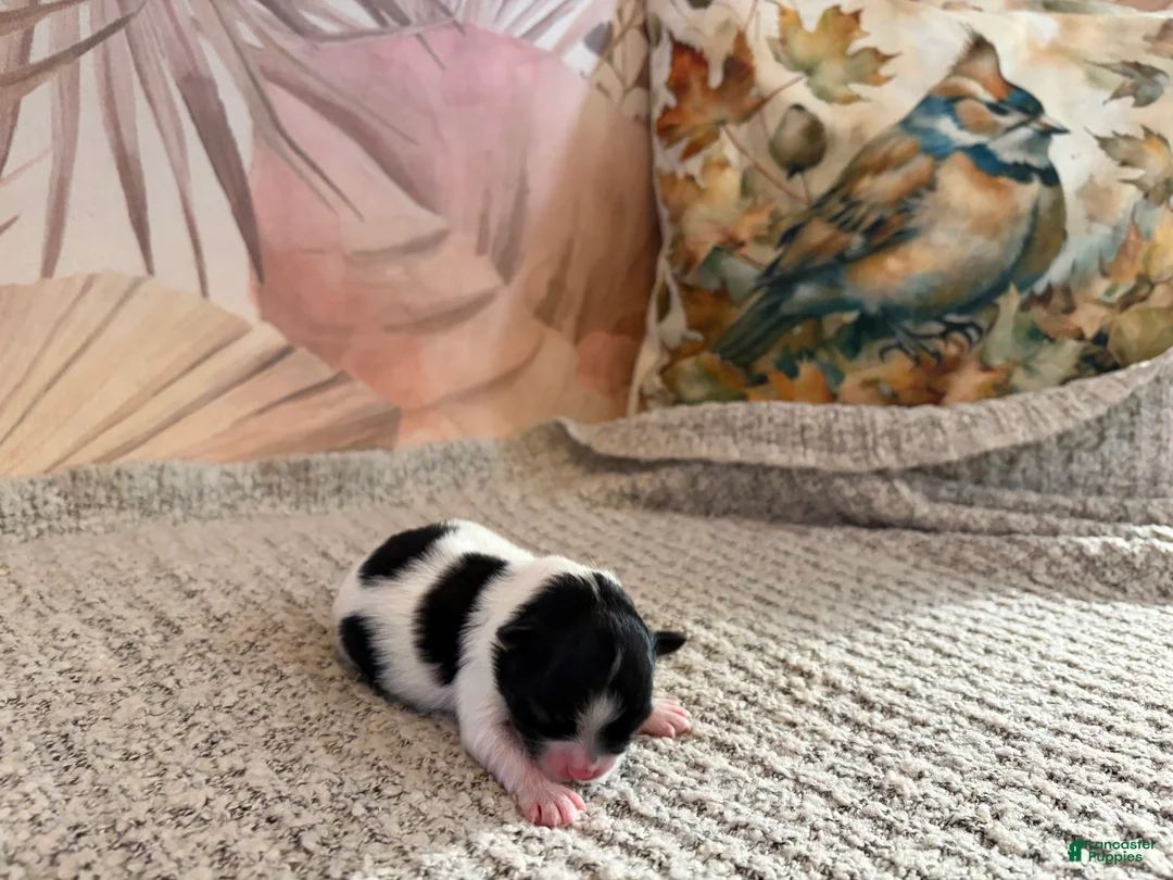 Pomeranian dogs for sale: Lana  - Ad 2
