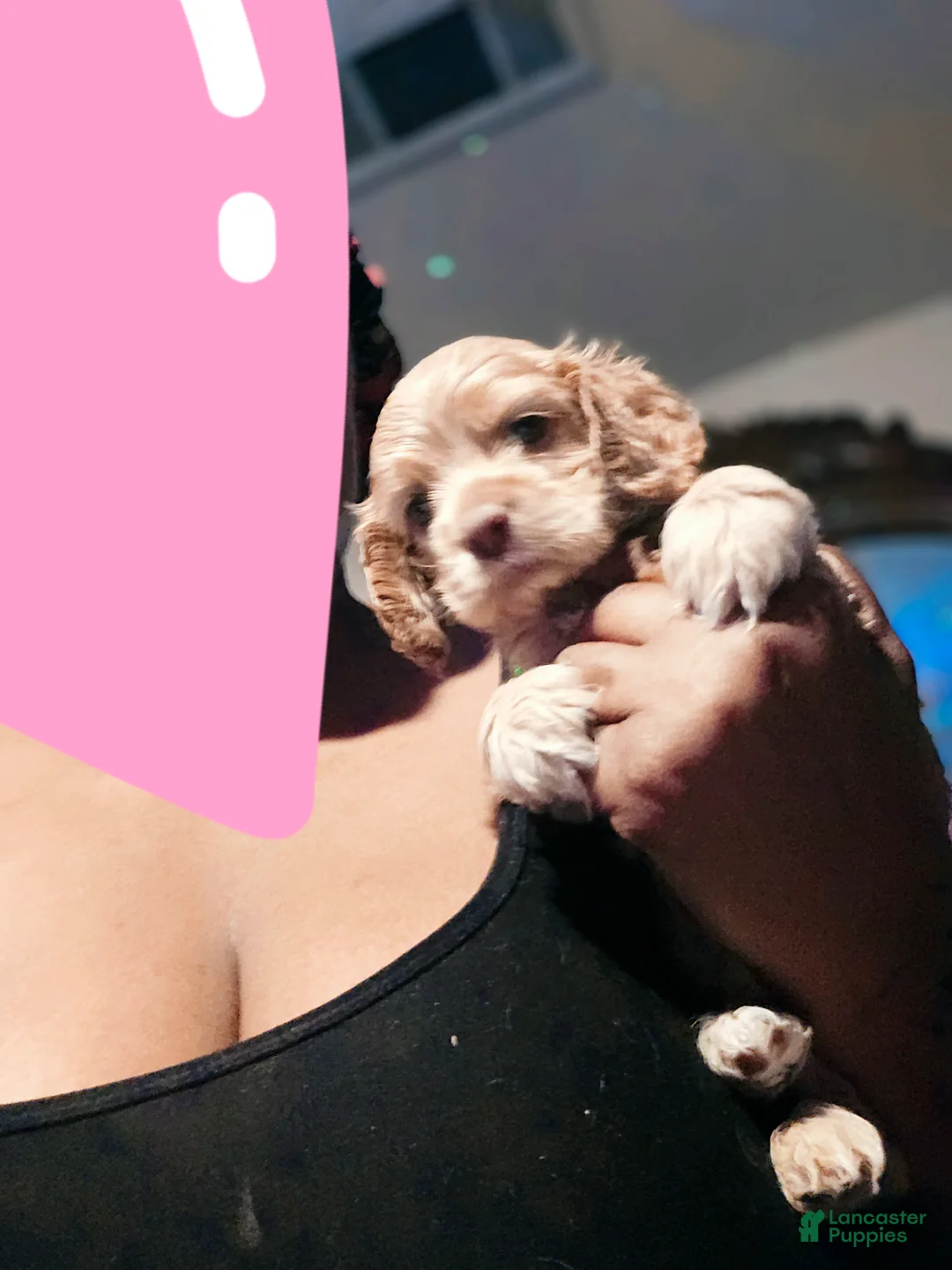 Cocker Spaniel dogs for sale: Cocker Spaniel 4 - Ad 1