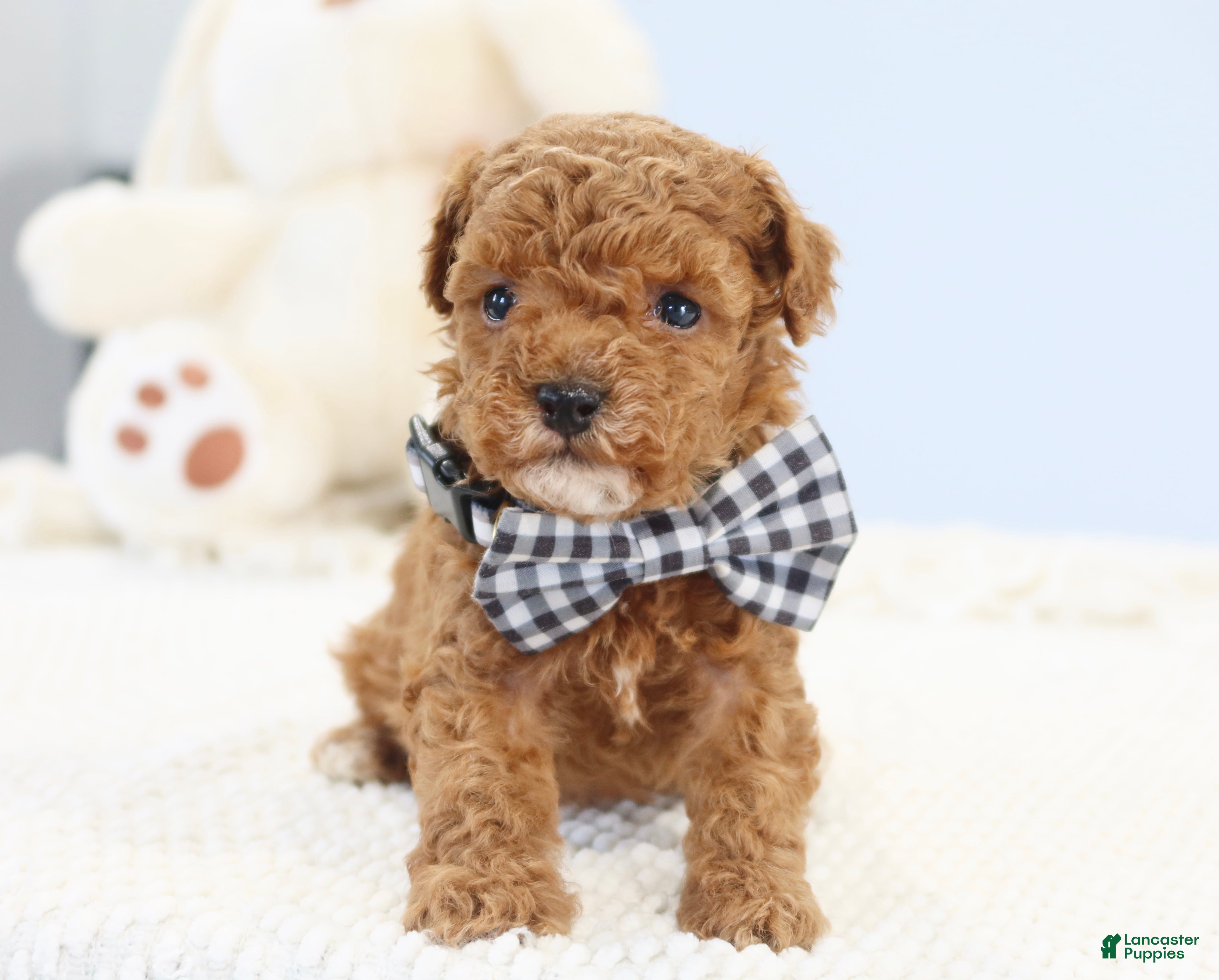 Toy Poodle dogs Abby  - Ad 1