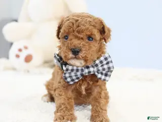 Toy Poodle dogs for sale: Abby - Ad 1