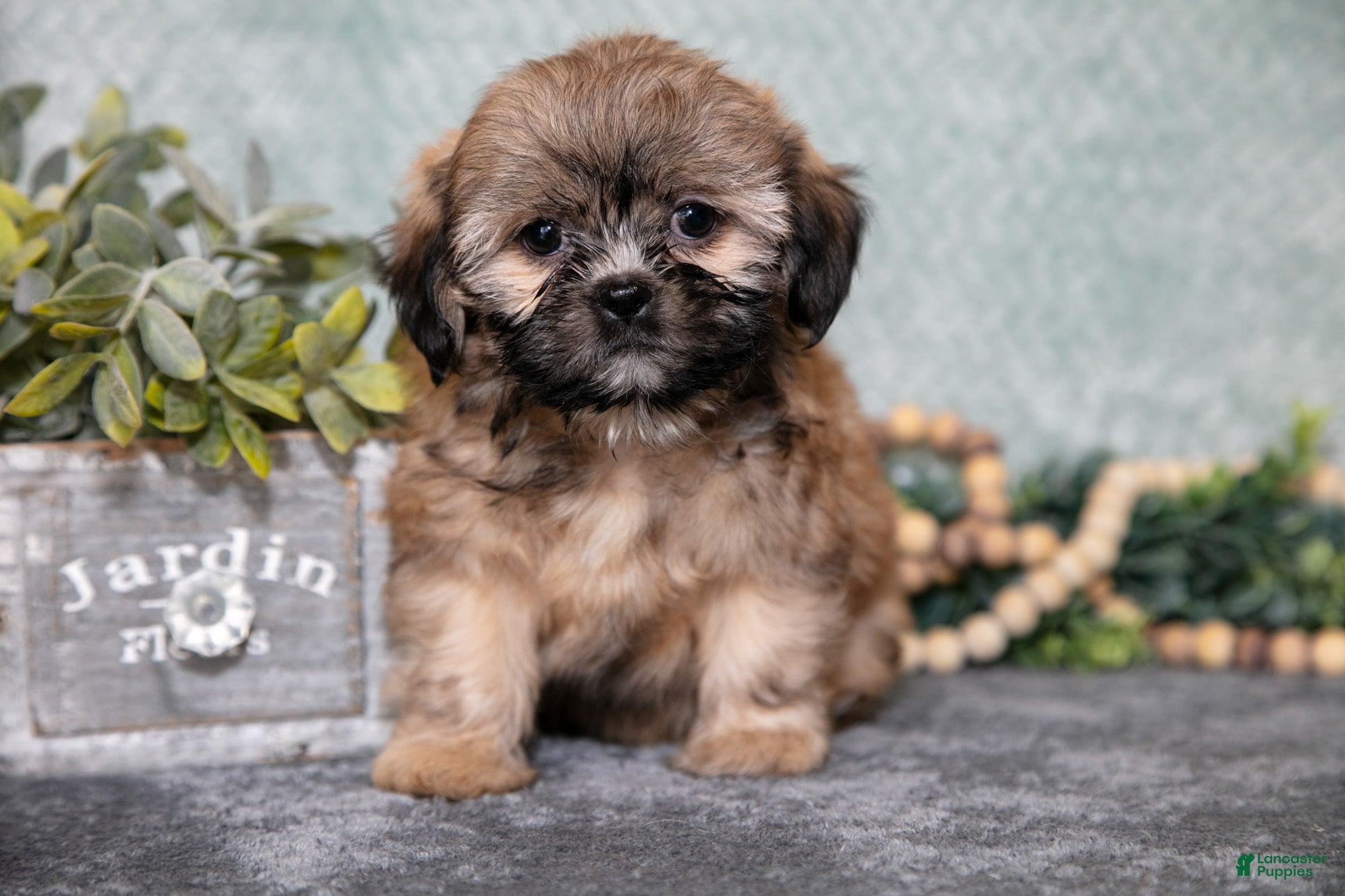Shih Tzu dogs Bobby - Ad 31