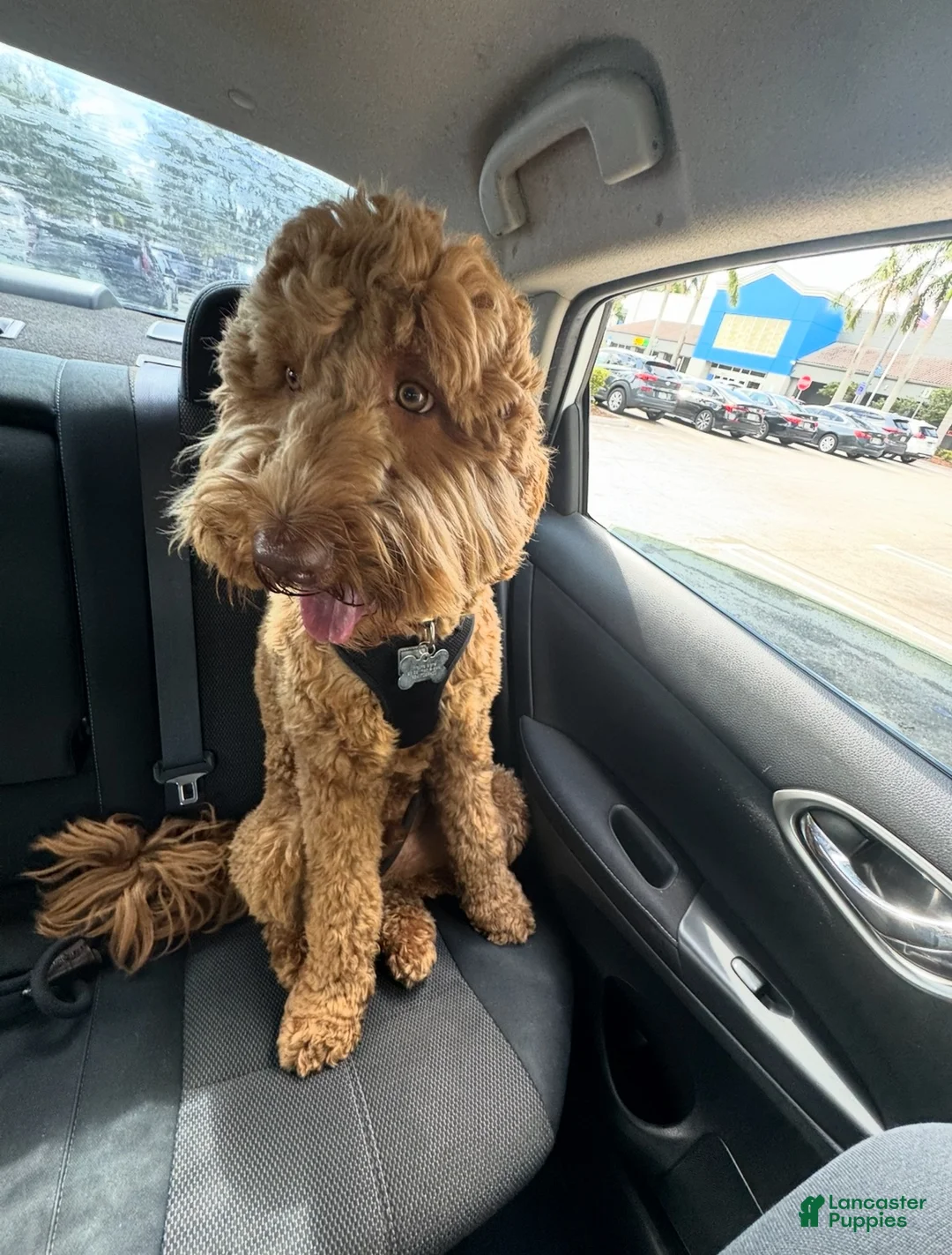 Goldendoodle dogs for sale: Goldendoodle 1 - Ad 2
