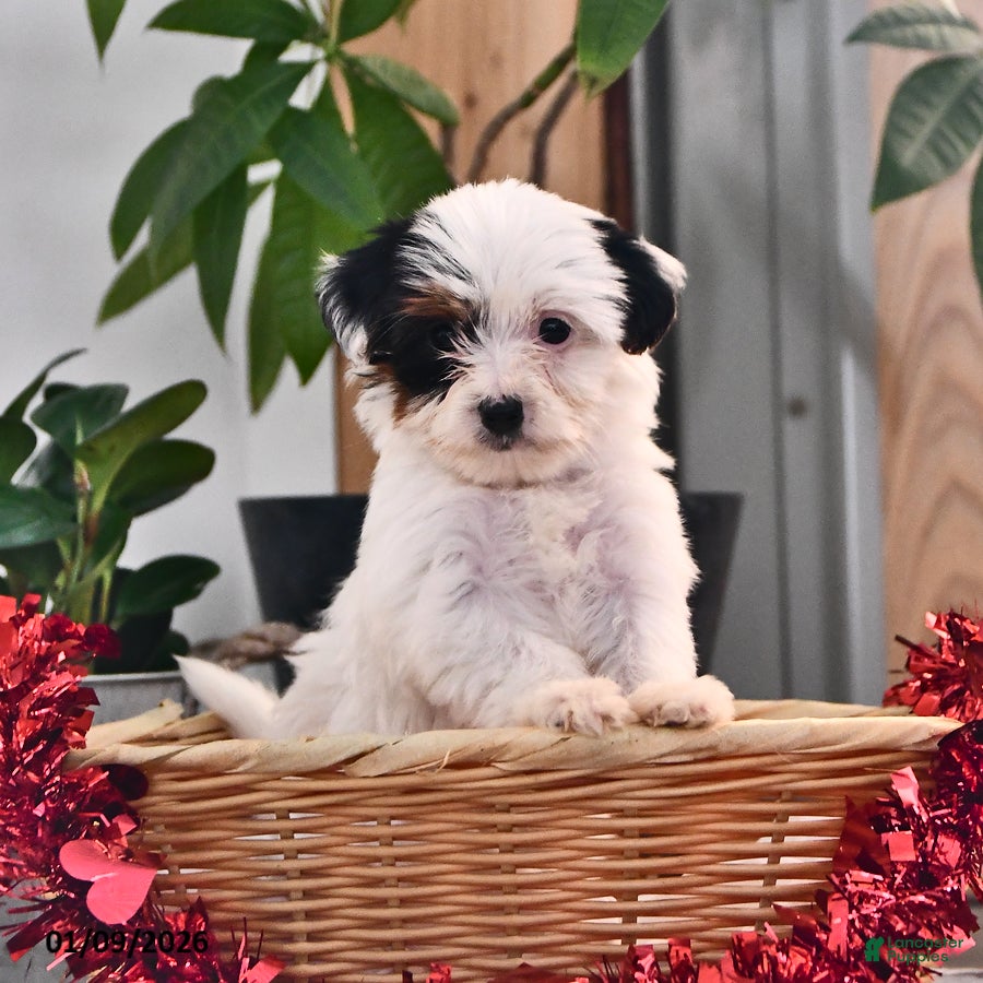 Mixed Breed dogs Cody - Ad 17