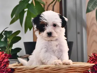 Mixed Breed dogs Cody - Ad 12