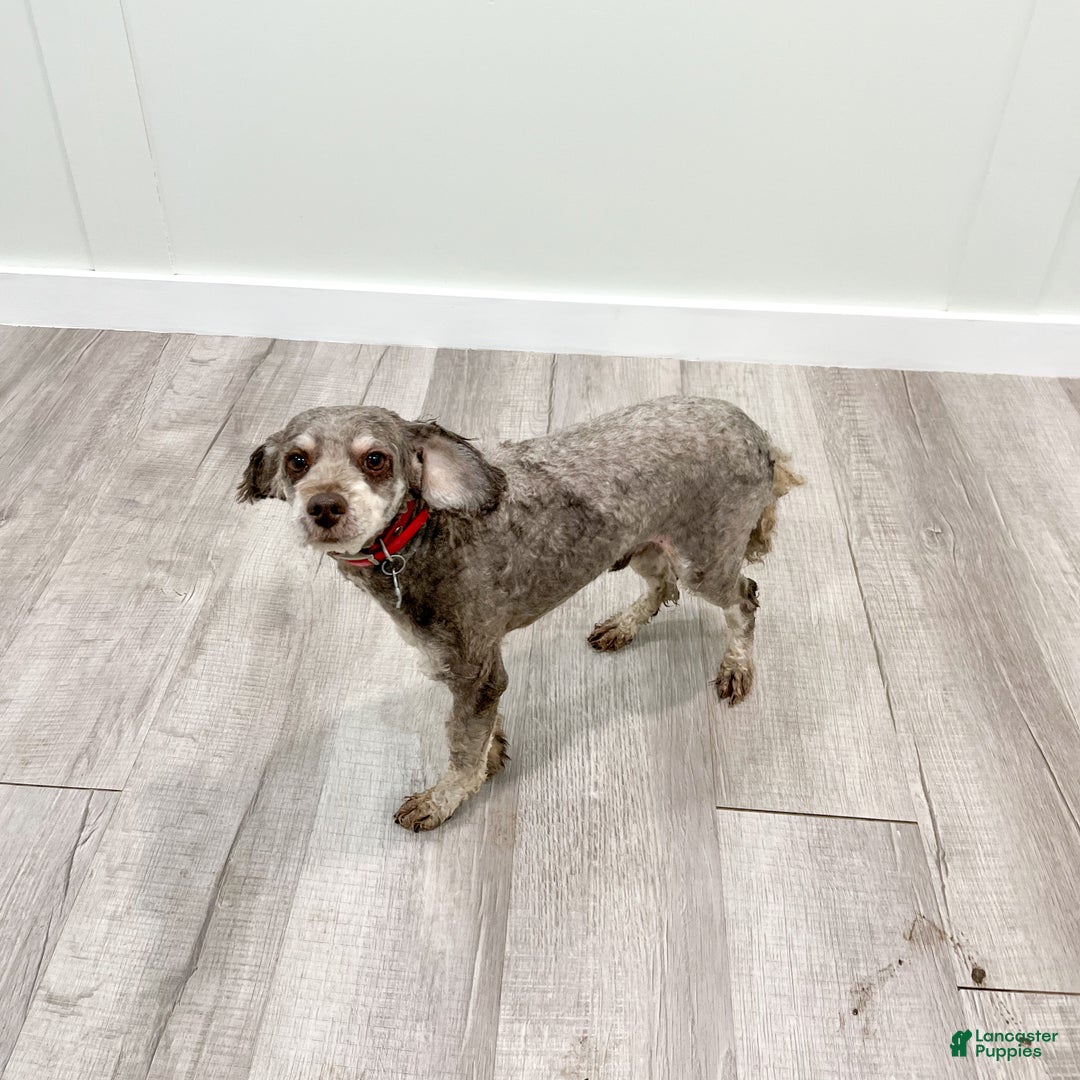 Mini Bernedoodle dogs for sale: Manny - Ad 9