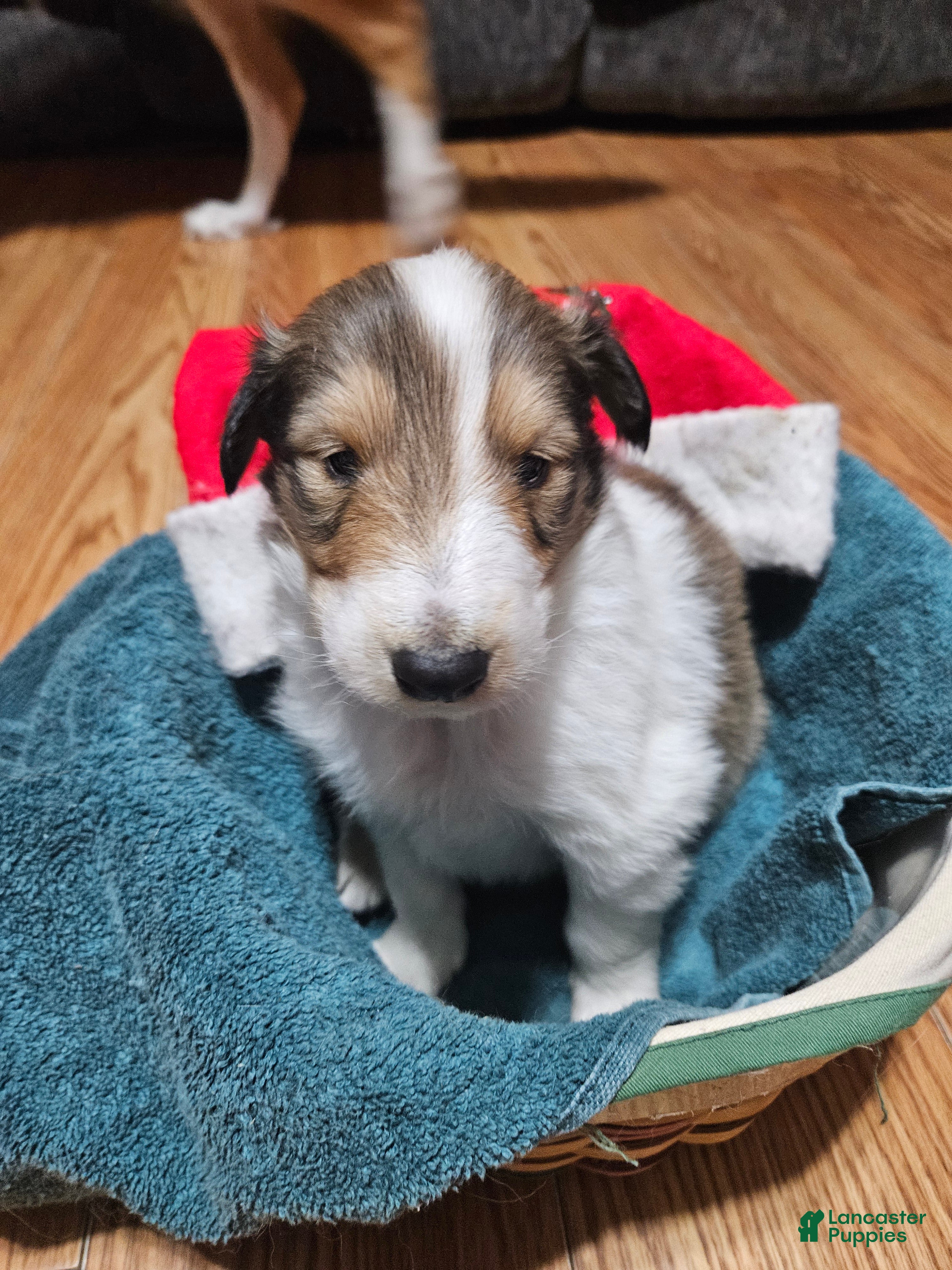 Collie dogs Collie Puppy 1  Wishbone  - Ad 2