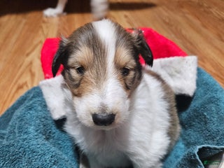 Collie dogs Collie Puppy 1 Wishbone - Ad 2