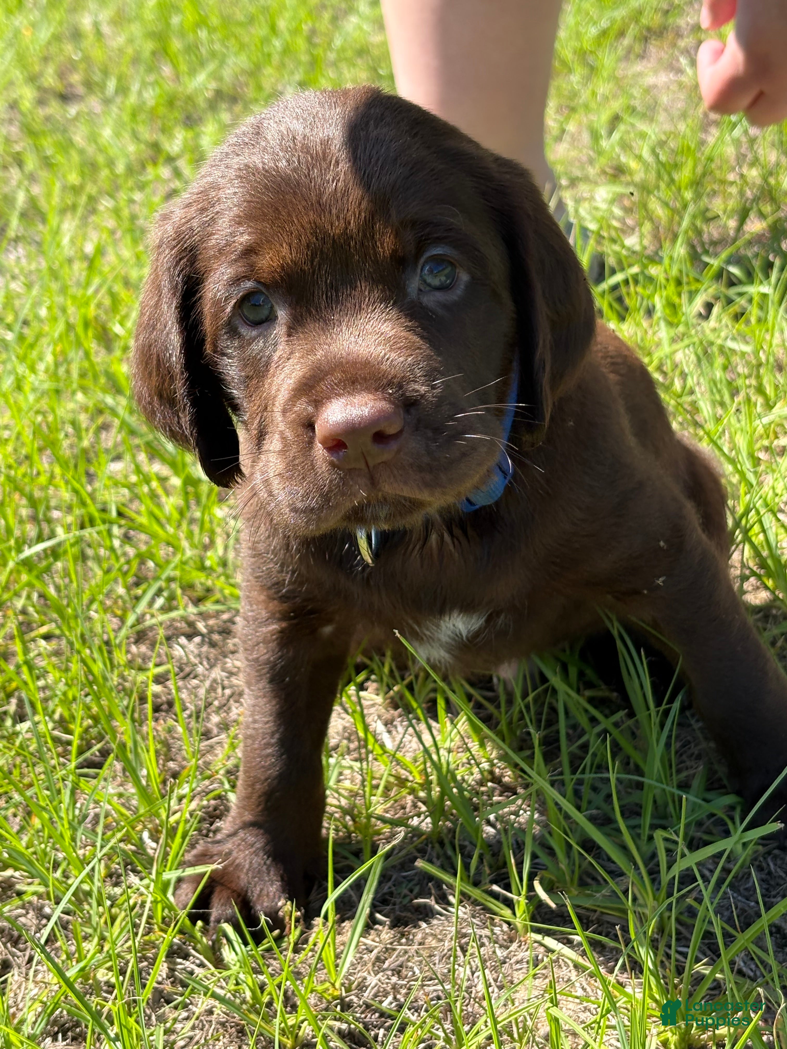 Mixed Breed dogs Blue Collar - Ad 20