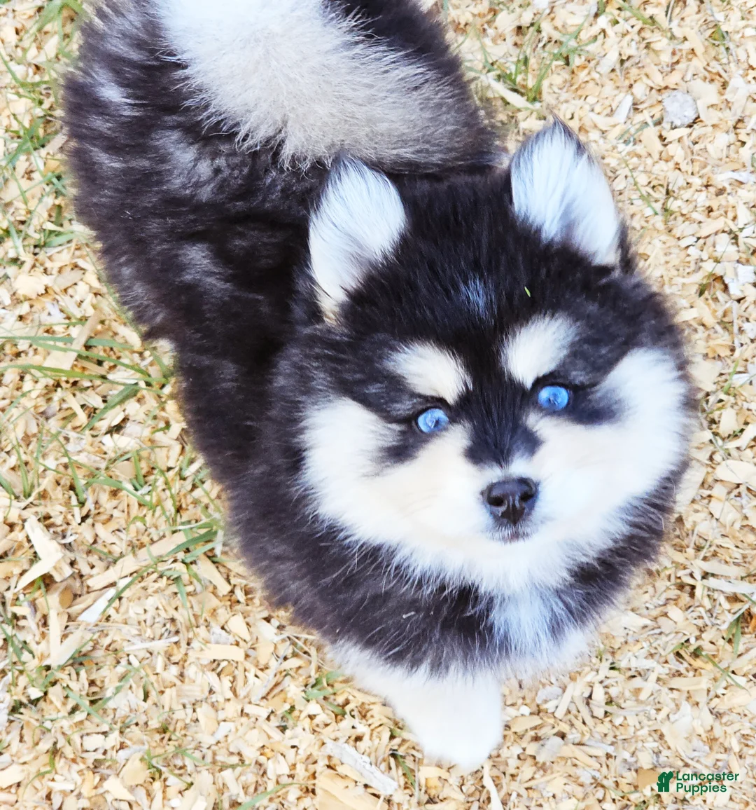 Pomsky dogs for sale: Roman - Ad 2