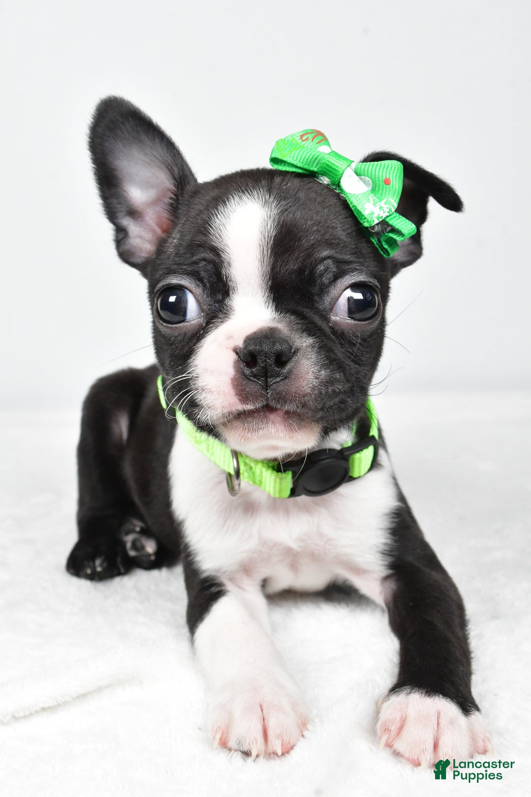 Boston Terrier dogs for sale: Gus - Ad 5
