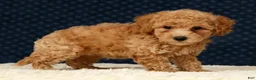 Bichpoo dogs for sale: Glory - Ad 7
