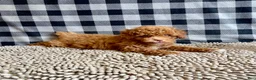 Miniature Poodle dogs for sale: Ned - Ad 7