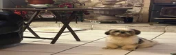 Shih Tzu dogs for sale: Shih Tzu 1 - Ad 9