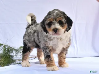 Mini Bernedoodle dogs for sale: Brandon - Ad 3