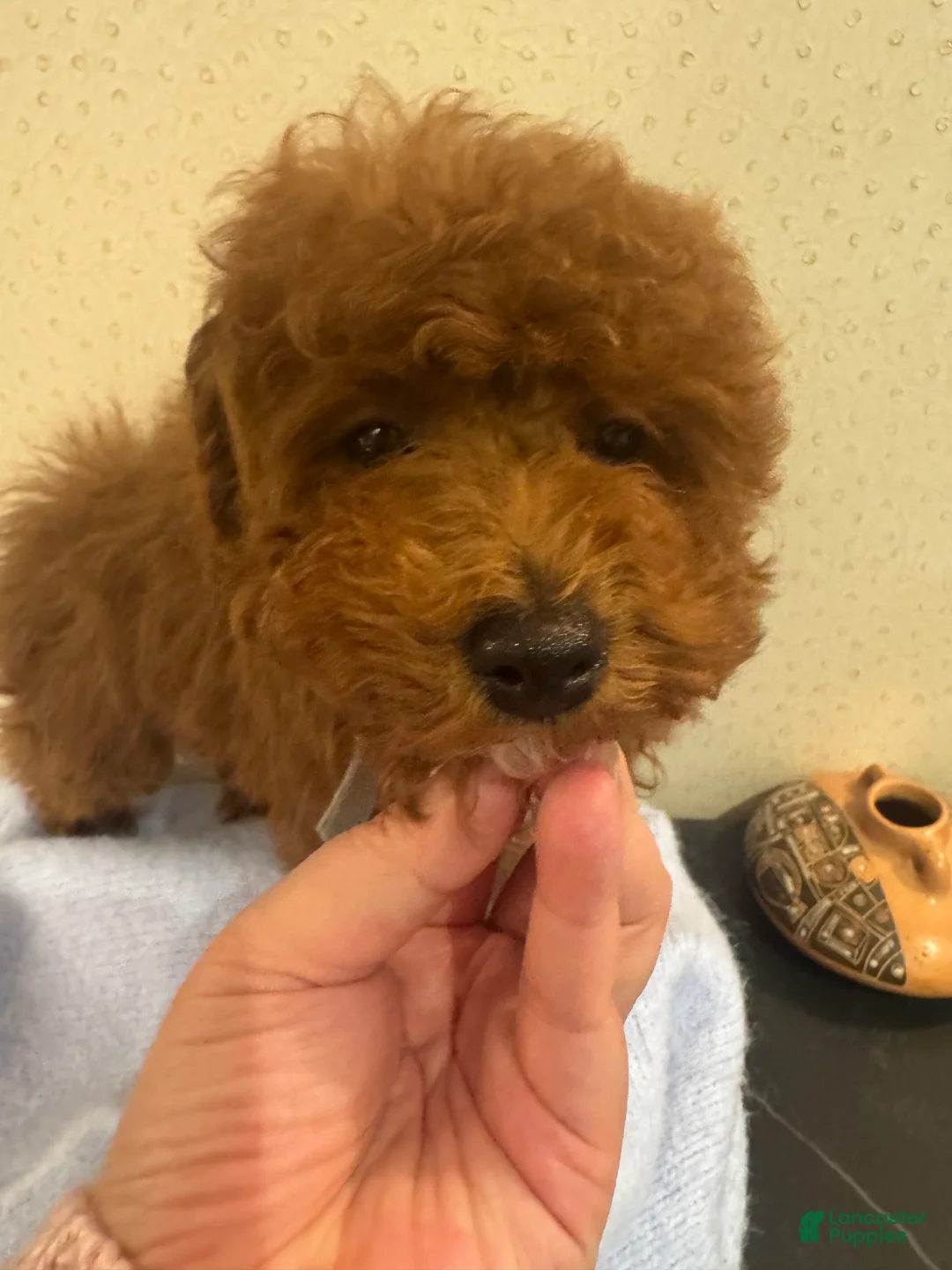 Toy Poodle dogs for sale: Coffee - Ad 4